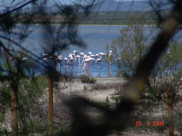 Flamingos-2