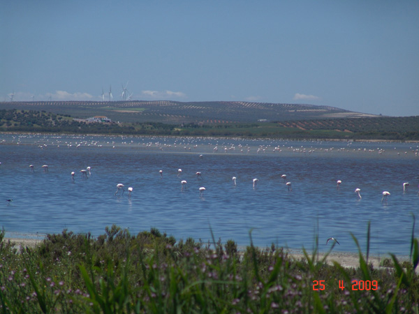 Flamingos-3