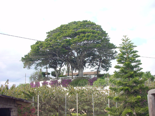 Finca-bei-Gaertnerei