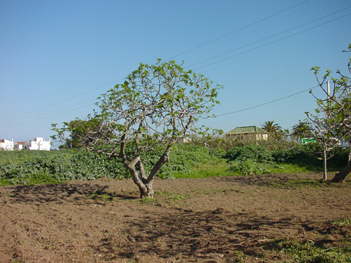 austreibender-Feigenbaum-auf-dem-Weg-zum-Strand